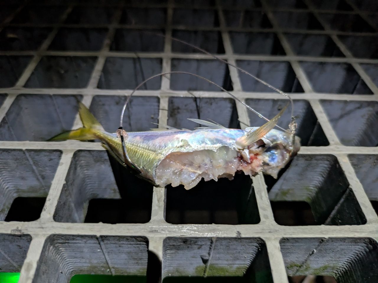 アジ