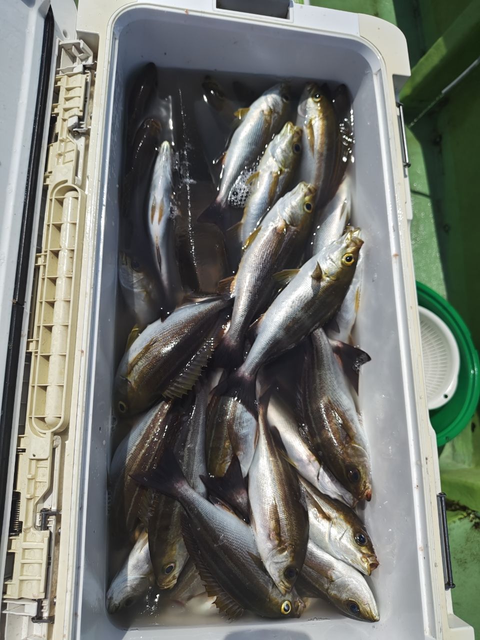 やすマクさんの釣果 1枚目の画像