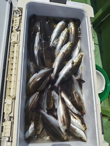東京湾