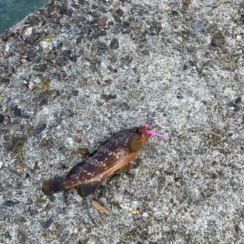 舞鶴湾