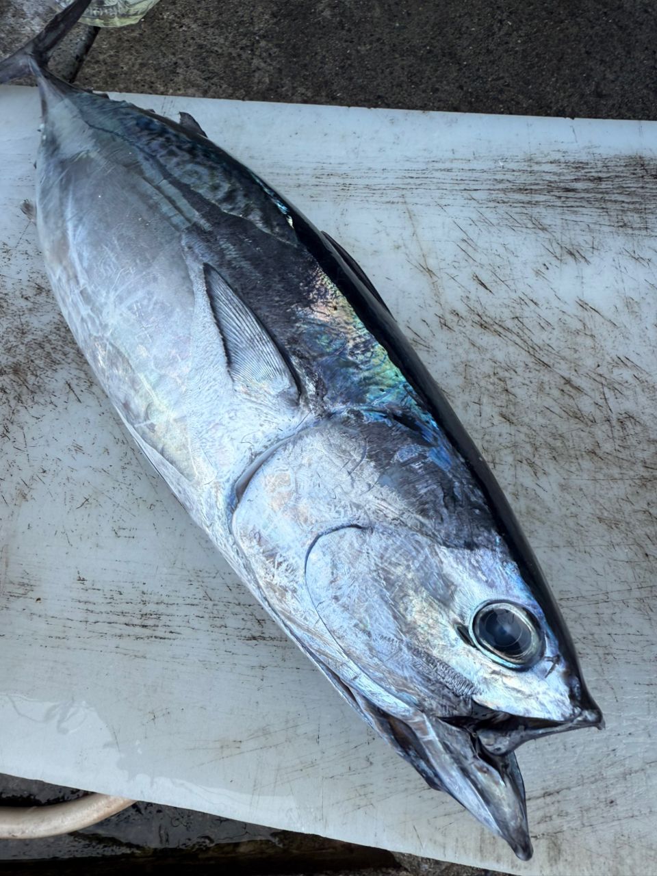 -KAIYA-さんの釣果 1枚目の画像