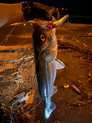 フッコ（マルスズキ）の釣果