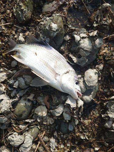キビレの釣果