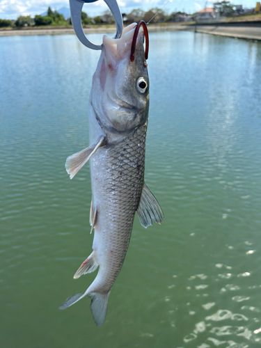 ニゴイの釣果
