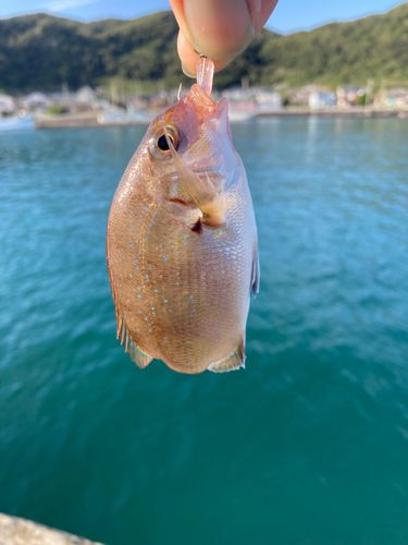 チャリコの釣果