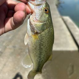 ラージマウスバス