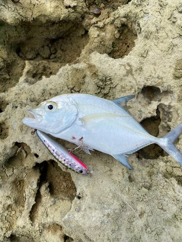 ギンガメアジの釣果
