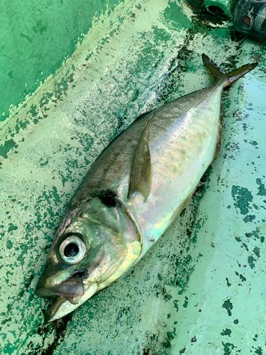 ホウボウの釣果