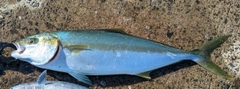 ヒラマサの釣果