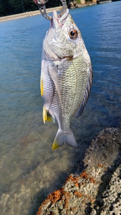 キビレの釣果
