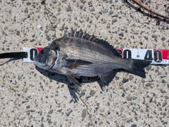 チヌの釣果