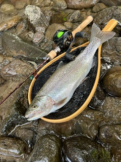 ニジマスの釣果