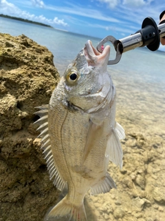 ミナミクロダイの釣果