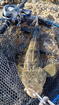 マゴチの釣果