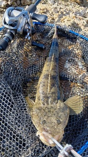 マゴチの釣果