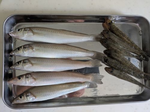 知多湾