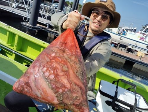 マダコの釣果