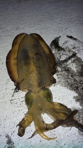 アオリイカの釣果