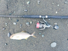 ショゴの釣果
