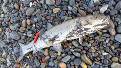 ウグイの釣果