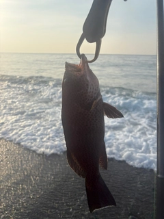 オオモンハタの釣果