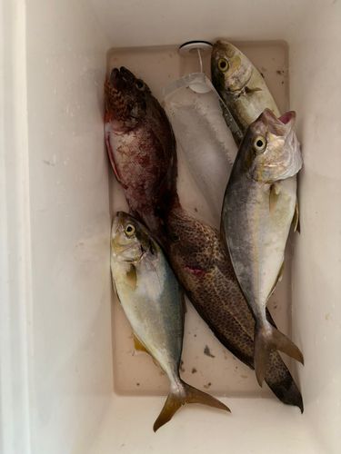 ネリゴの釣果