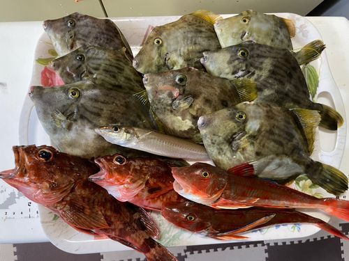 カワハギの釣果