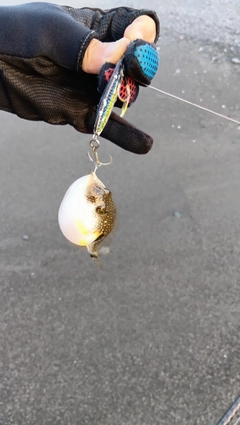 マフグの釣果