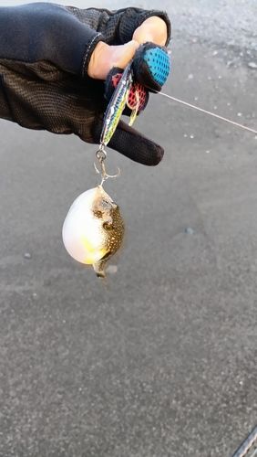 マフグの釣果