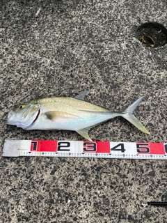 オニヒラアジの釣果