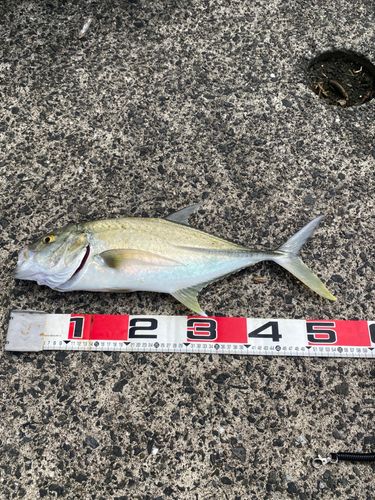 オニヒラアジの釣果