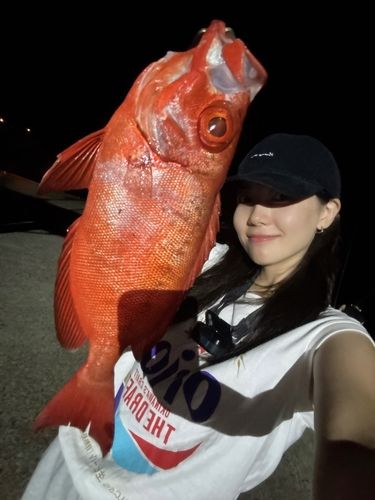 ホウセキキントキの釣果
