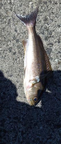 イサキの釣果