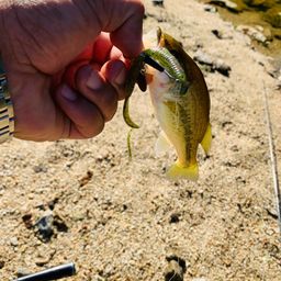 ラージマウスバス