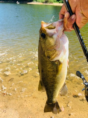 ラージマウスバスの釣果