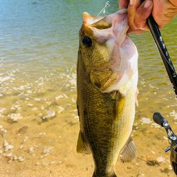 ラージマウスバス