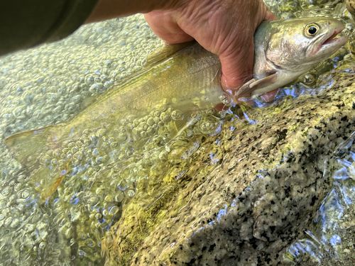 イワナの釣果