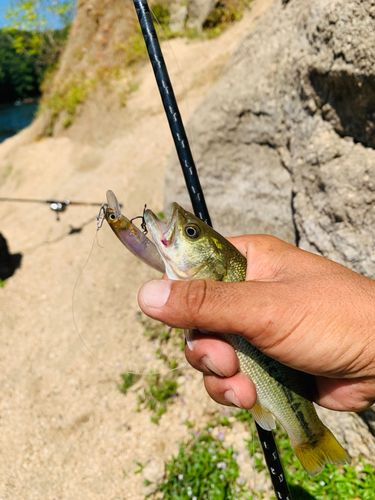 ラージマウスバスの釣果