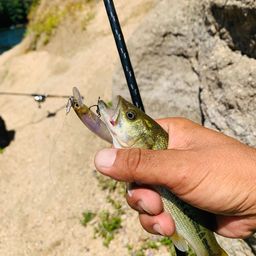 ラージマウスバス