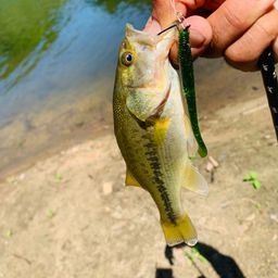 ラージマウスバス