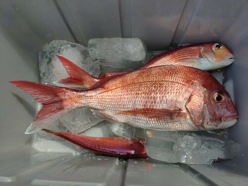 マダイの釣果