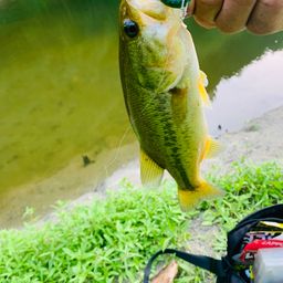 ラージマウスバス