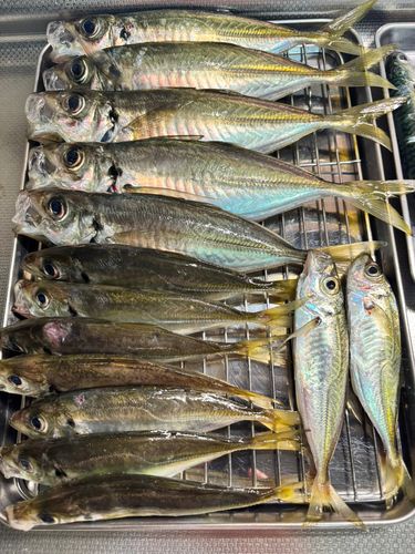 アジの釣果