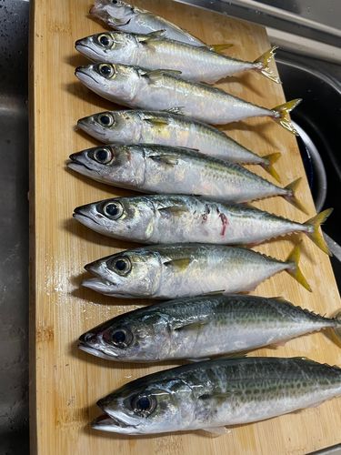 ゴマサバの釣果