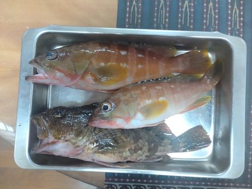 アカハタの釣果