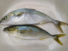 ワカシの釣果