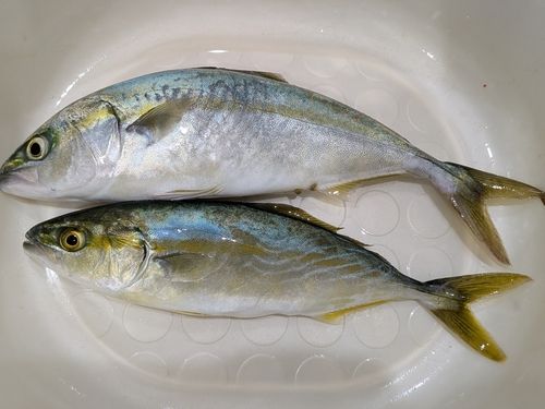寺泊沖
