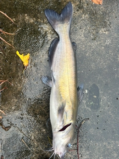 アメリカナマズの釣果