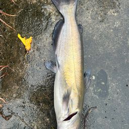 アメリカナマズ
