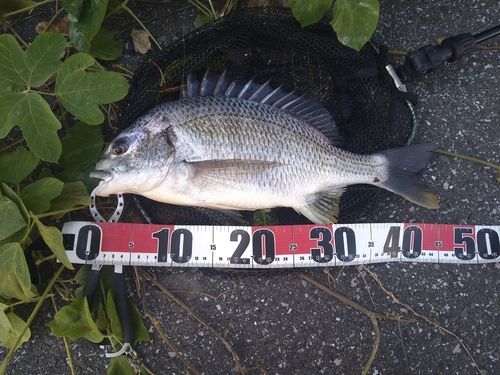 キビレの釣果